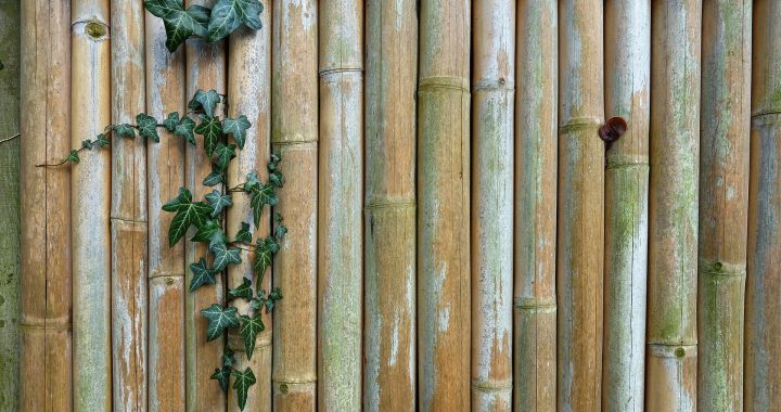 Types of Garden Fencing – Which Is The Best Option?