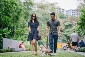 benefits of dog walking