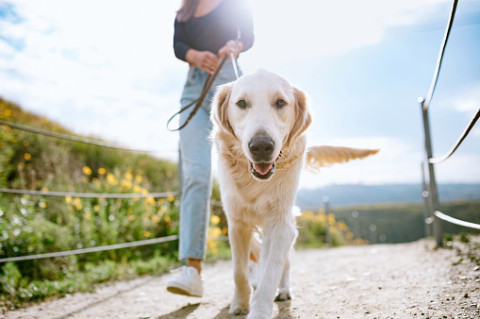 too hot to walk your dog