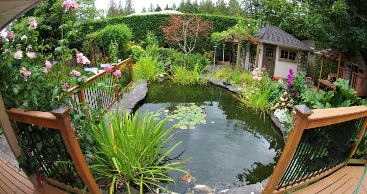 A Guide to Building Your Dream Garden Pond with a Fibreglass Pond Kit