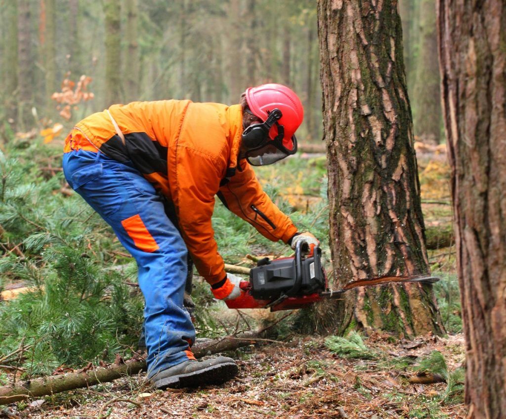 Tree surgeon cutting a tree with a chainsaw while wearing safety gear.