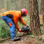 Tree Surgery in Cardiff Safe Tree Surgery Cardiff Tips for Garden Maintenance