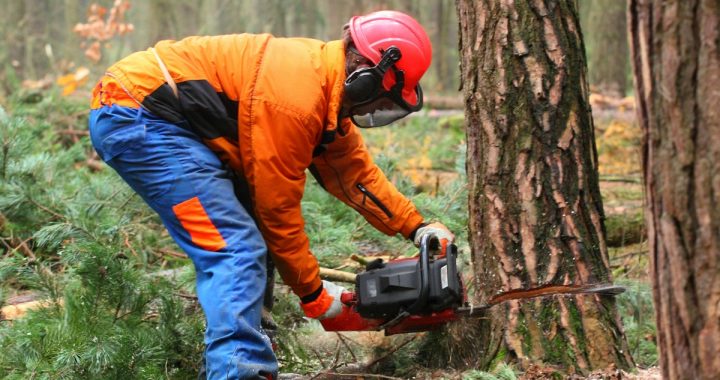 Tree Surgery in Cardiff Safe Tree Surgery Cardiff Tips for Garden Maintenance