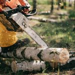 Cardiff Tree Services: Expert Tree Surgeon & Tree Surgery Services