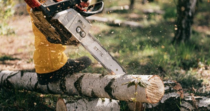 Cardiff Tree Services: Expert Tree Surgeon & Tree Surgery Services