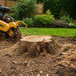 7 Hidden Problems Tree Stumps Can Cause in Your Garden