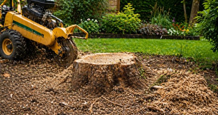 7 Hidden Problems Tree Stumps Can Cause in Your Garden